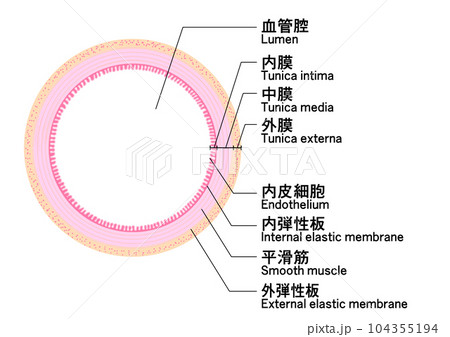 動脈の構造 輪切り断面図 英訳 動脈の構造 輪切り断面図 英訳 104355194