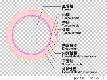 動脈の構造 輪切り断面図 英訳 動脈の構造 輪切り断面図 英訳 104355194