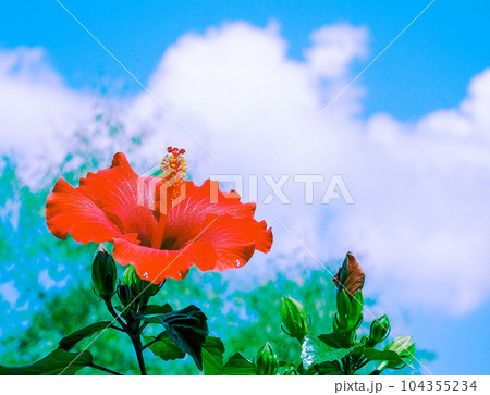 ハイビスカス101 104355234