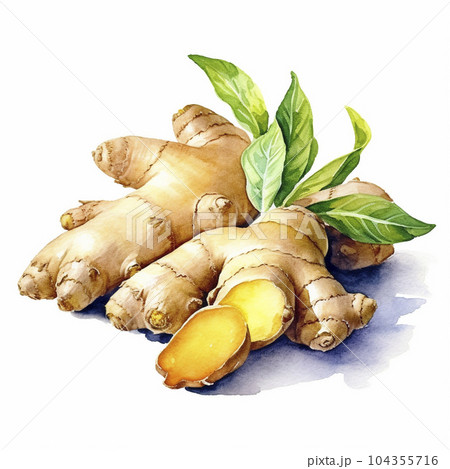 白背景にショウガの水彩画「AI生成画像」 104355716