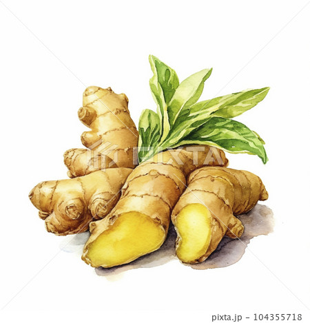 白背景にショウガの水彩画「AI生成画像」 104355718