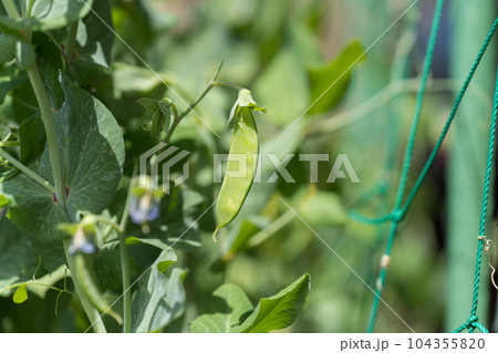 えんどう豆と花 104355820