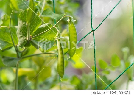 えんどう豆と花 104355821