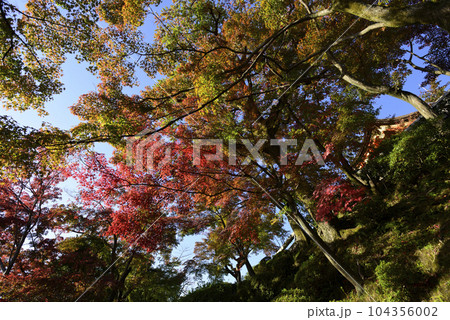 清水寺 紅葉 清水寺 紅葉 104356002