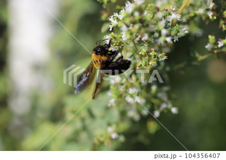 初夏の庭に咲く白いオレガノの花の蜜を吸うクマバチ 104356407
