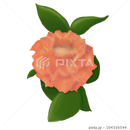 Orange rose flower  104356544