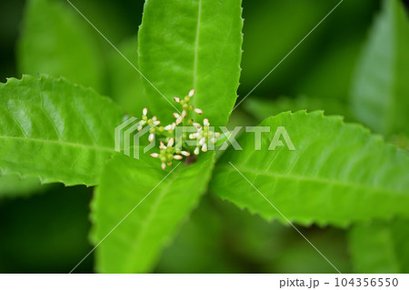 センリョウ(千両)の花 センリョウ(千両)の花 104356550