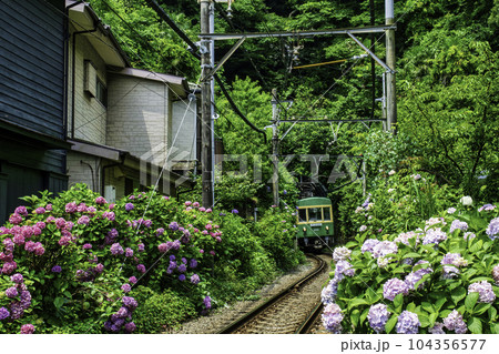 鎌倉市　あじさいと江ノ電300系　御霊神社付近 104356577