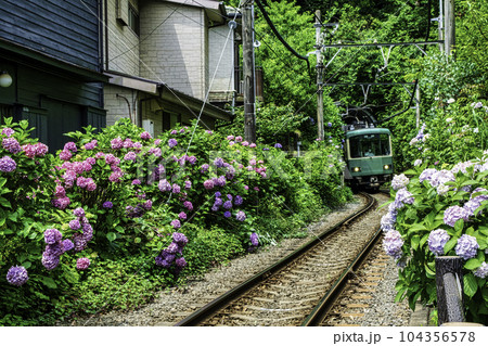 鎌倉市　あじさいと江ノ電　御霊神社付近 104356578
