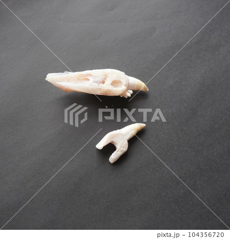 「鯛牙棒を作る(歯茎の加工)」 「鯛牙棒を作る(歯茎の加工)」 104356720