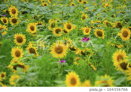ひまわり公園 ひまわり公園 104356766