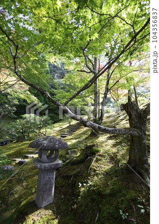 修学院離宮 上離宮 紅葉 修学院離宮 上離宮 紅葉 104356837