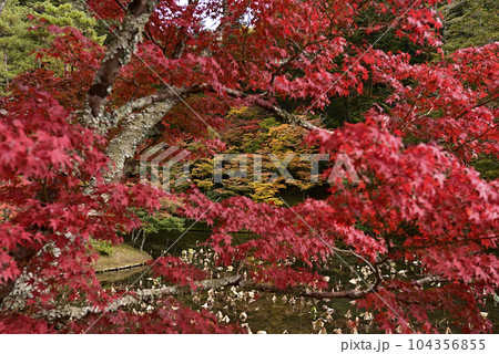 修学院離宮　上離宮　紅葉 104356855