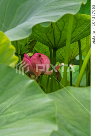 蓮の葉陰の花で一休みするとんぼ 104357068