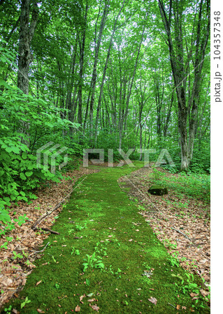 苔の道 104357348