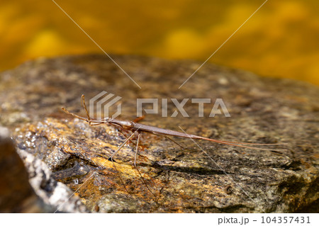 Water Stick Insect - Ranatra linearis, Czech Republic wildlife Water Stick Insect - Ranatra linearis, Czech Republic wildlife 104357431