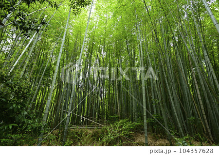 伏見神宝神社　竹の下道（かぐや姫伝説） 104357628