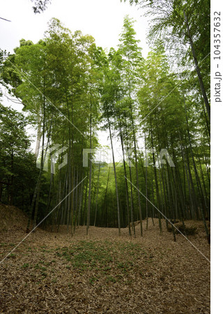 伏見神宝神社　竹の下道（かぐや姫伝説） 104357632