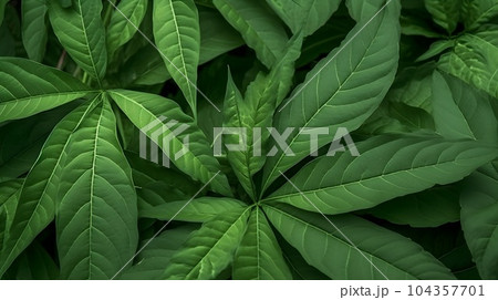 Fresh cassava leaves on the plantation Fresh cassava leaves on the plantation 104357701