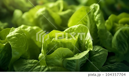 Very fresh on the farm Escarole Vegetable Very fresh on the farm Escarole Vegetable 104357704