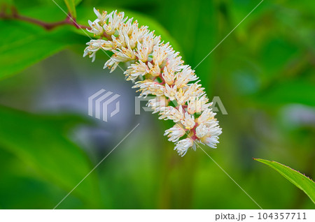 庭木として栽培されているコバノズイナの春から初夏にかけて咲くブラシ状の白い花 104357711