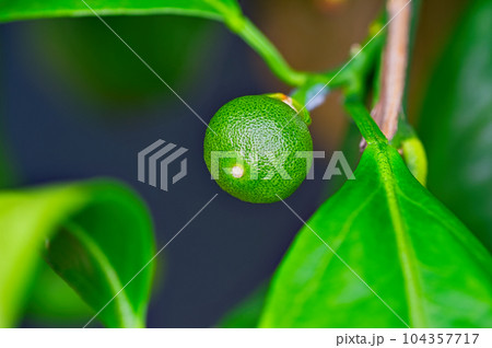 庭木として栽培されているミカンの花が落ちたあとにできた若い実 104357717