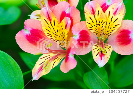 花壇で栽培されているアルストロメリアの春から初夏に咲くカラフルな花 花壇で栽培されているアルストロメリアの春から初夏に咲くカラフルな花 104357727