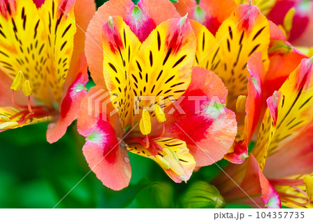 花壇で栽培されているアルストロメリアの春から初夏に咲くカラフルな花 104357735