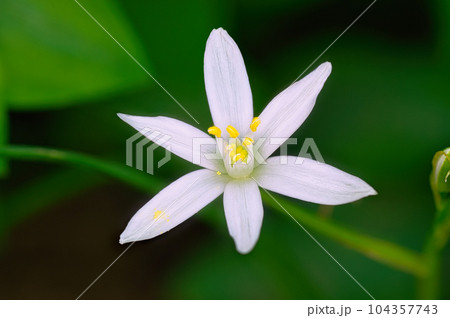 花壇で栽培されているオーニソガラム・ウンベラタムの春に咲く白い花 花壇で栽培されているオーニソガラム・ウンベラタムの春に咲く白い花 104357743