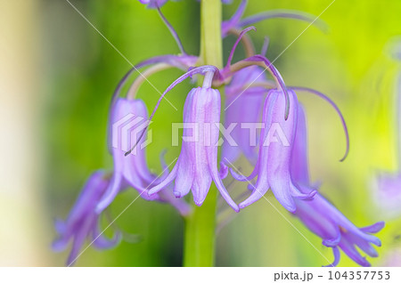 花壇で栽培されている シラーの春に咲くピンクの花 104357753