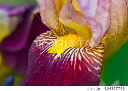 花壇で栽培されている ジャーマンアイリスの春に咲くカラフルな花 104357756