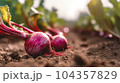 A close up of sweet red turnip plant in plantation 104357829