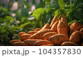 A close up of sweet potato plant in plantation 104357830