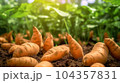 A close up of sweet potato plant in plantation 104357831