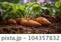 A close up of sweet potato plant in plantation 104357832