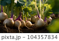 Close up of turnip vegetables plant in plantation 104357834