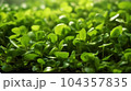 A close up of Watercress on the plantation 104357835
