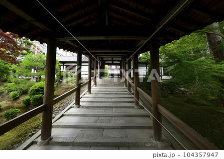 東福寺　通天橋から望む新緑 104357947