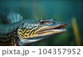 Pike Fish in the river 104357952