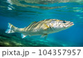 Snook Fish in the blue sea 104357957