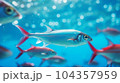 Tetra fish and their schools in the blue ocean 104357959