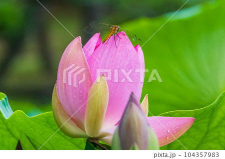 蓮の花ではねを休めるトンボ 蓮の花ではねを休めるトンボ 104357983