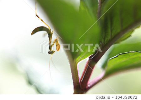ペパーミントの葉に止まるカマキリの幼虫 104358072