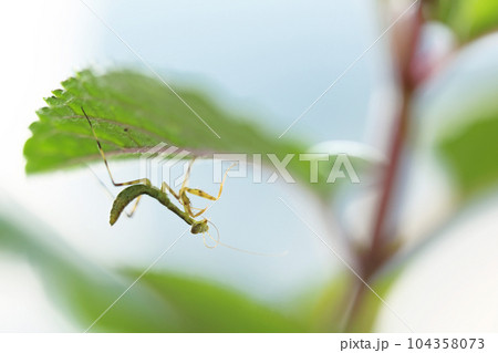 ペパーミントの葉に止まり触覚を舐めて身繕いするカマキリの幼虫 104358073