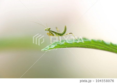 ペパーミントの葉に止まるカマキリの幼虫 ペパーミントの葉に止まるカマキリの幼虫 104358076