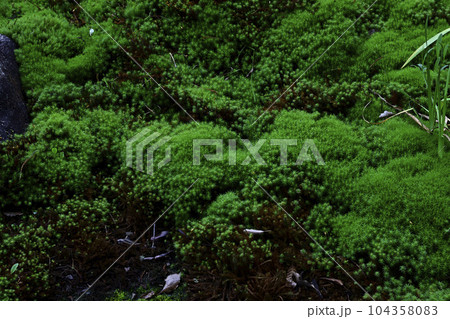 東福寺 開山堂庭園 東福寺 開山堂庭園 104358083