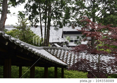 東福寺　新緑 104358089