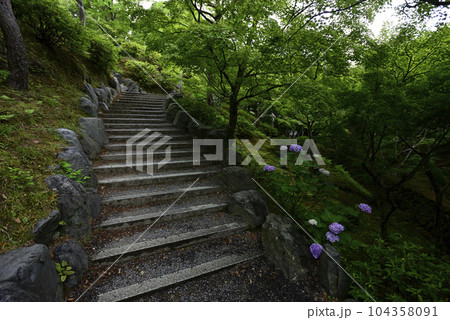 東福寺　新緑 104358091