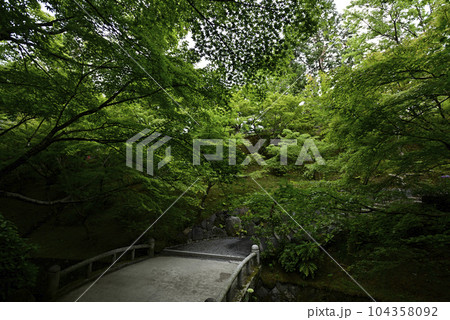 東福寺　新緑 104358092