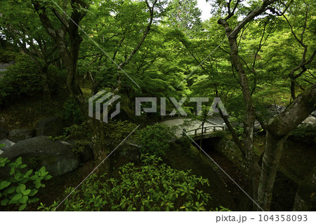 東福寺　新緑 104358093